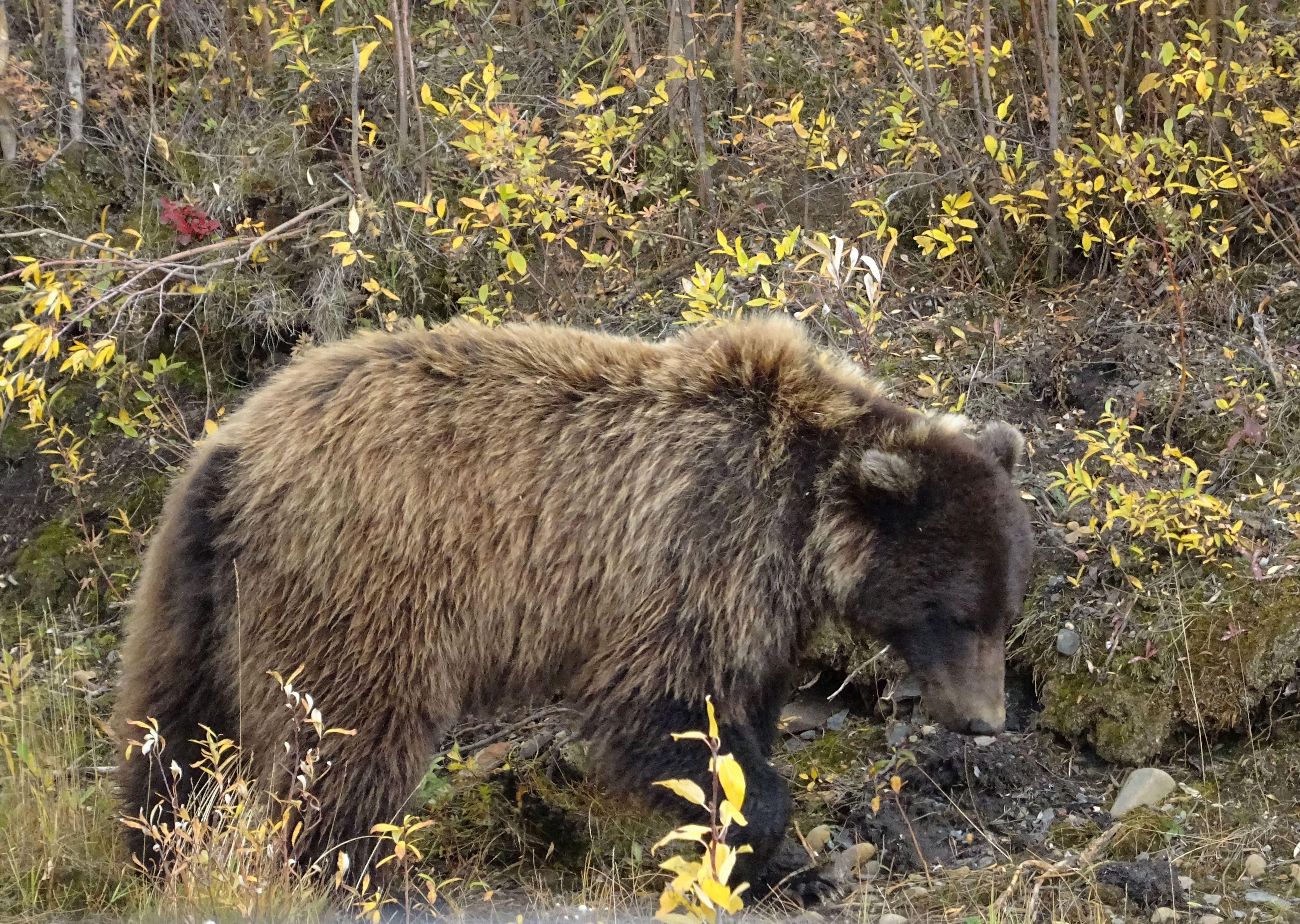 Grizzly. Itinéraire d'un road trip sur la Dempster Highway, Yukon, Canada