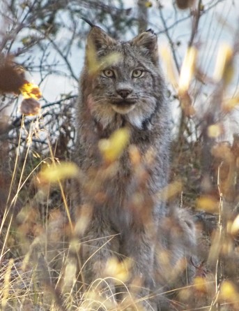 Lynx, Parc national de Kluane, Yukon, Canada
