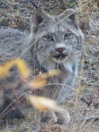 Rencontre avec un Lynx au Parc national de Kluane, Yukon, Canada